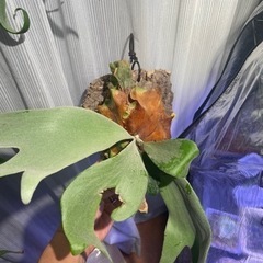 ビカクシダ　親株サイズ