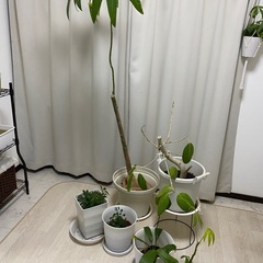 観葉植物たち