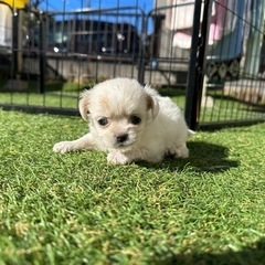 【飼い主様決まりました】チワワ×ペキニーズのみるくくん🍼