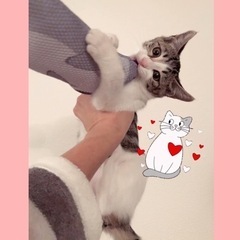 4(日)12(月)譲渡会😸美・美・美愛らしさ満点💖お茶目な元気娘エリザちゃん - 猫