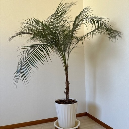 生活雑貨 家庭用品 ガーデニング　観葉植物