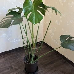 観葉植物モンステラ