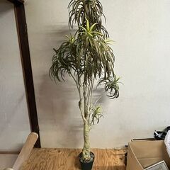 人工観葉植物 フェイクグリーン 170cm インテリア