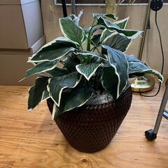 人工観葉植物 フェイクグリーン 55cm インテリア