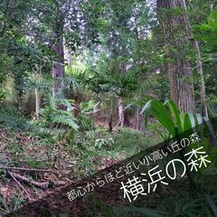 お参りするなら都心からほど近い散骨スポット　【横浜の森】の画像