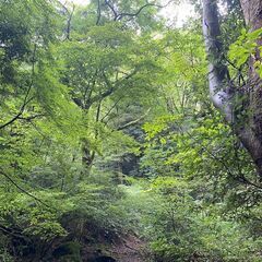 箱根なら旅行気分でお参りできる散骨スポット　【箱根の森】 - 地元のお店