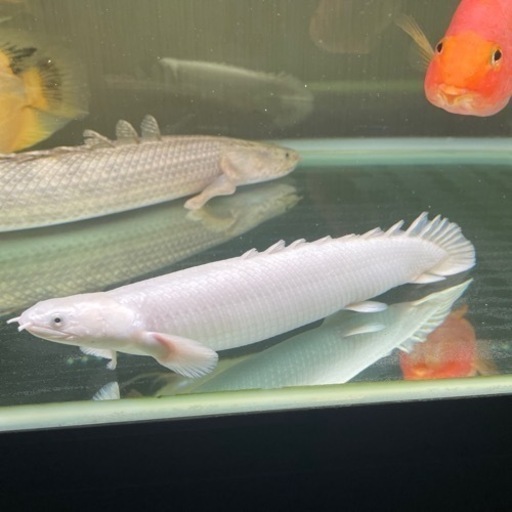 プラチナセネガルス