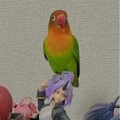 ボタンインコちゃん　性別不明