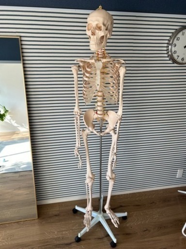 骨格模型