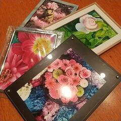 写真、動画の散歩(スマホでゆるく)で花に癒やされに行きませんか？