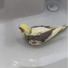 オカメインコ逃亡