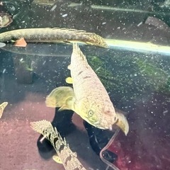 ポリプテルス　パルマス　３匹