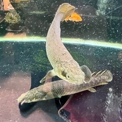 ポリプテルス　パルマス　３匹