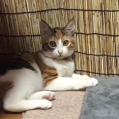 【無事里親さん見つかりました✨】とても優しい元気な三毛猫の女の子...