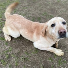 一時停止中 返信等出来ないです。 - 犬