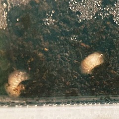 (決定)ヘラクレスオオカブト幼虫3匹セット