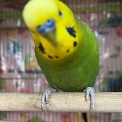 セキセイインコ ♂ 里親募集です - その他