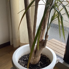 ★お値引き ドラセナ コンシンネ 10号 (観葉植物)  本物•良品 ☆お値引き ドラセナ コンシンネ 10号 (観葉植物) 本物•良品