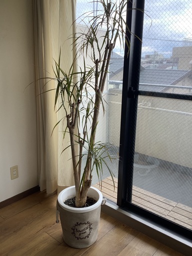 ★お値引き ドラセナ コンシンネ 10号 (観葉植物)  本物•良品