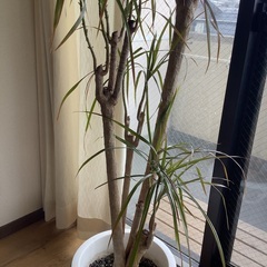 ☆お値引き ドラセナ コンシンネ 10号 (観葉植物) 本物•良品
