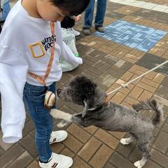 ミックス犬2歳♂オス − 埼玉県