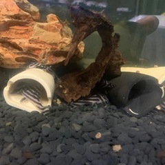 インペリアルゼブラプレコ 