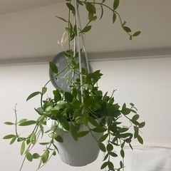 観葉植物　カンガルーポケット