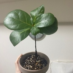 観葉植物　カシワバゴムノキ