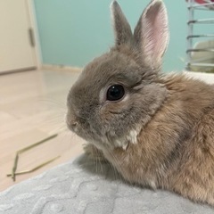 【里親決定】ウサギ(ネザーランドドワーフ)4才メス
