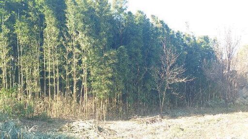 『数万本か❗見学可』竹  すでに切り置きしてあります▶数万本 取り放題