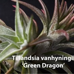 【決まりました】Tillandsia vanhyningii g...