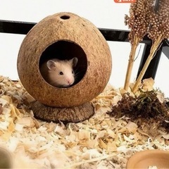 🐹ココナッツのお家🐹