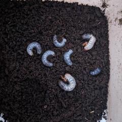 【ネット決済・配送可】スマトラオオヒラタ　幼虫　６匹