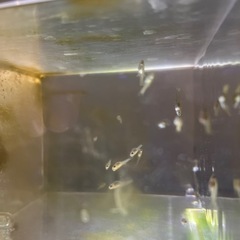 生体決まりました 30センチ淡水ガラス水槽一式