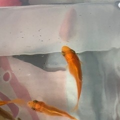 金魚　2匹