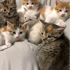去年の10月に産まれた6匹の子猫ちゃん達です。現在 親猫の2匹は...