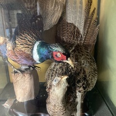 キジの剥製