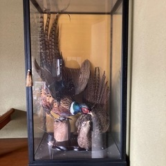 キジの剥製