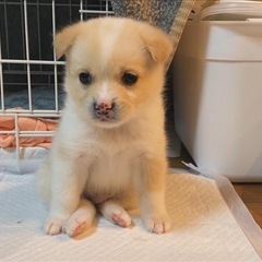 1ヶ月の子犬 − 広島県