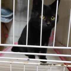 🍓懐っこい黒猫4ヶ月🍓優しい里親様募集 − 熊本県