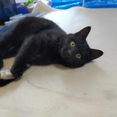 🍓懐っこい黒猫4ヶ月🍓優しい里親様募集 - 猫