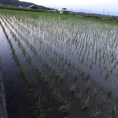令和５年秋収穫　滋賀県　旧高島町産　コシヒカリ30キロ玄米　残6袋