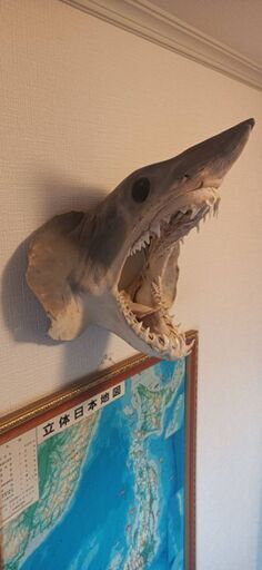 アオザメの頭の剥製
