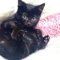 可愛い黒猫　びんちゃんの画像