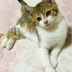 お鼻がハートなレオくんです❣️