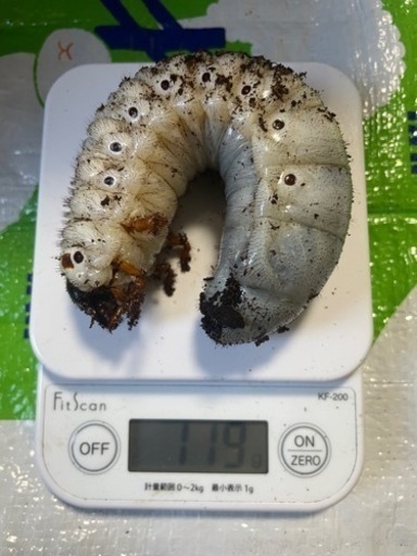 [お取置き品]　アクティオンゾウカブト3令幼虫2匹(レックスゾウカブト)  送料別　遠方取引可能