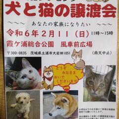 2月11日(日)犬猫譲渡会　　霞ヶ浦総合公園　風車前広場