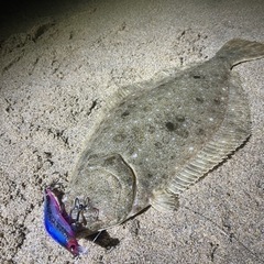 サーフ釣り仲間募集🎣