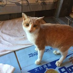 【募集終了】性格が穏やかで室内飼いに最適の1歳の猫です