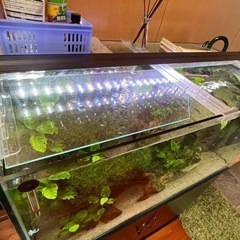 フレームレス水槽セット